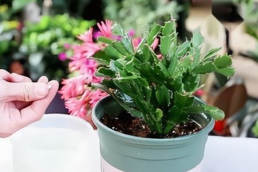 家里养花就常备这3样药,可用来养花的小药片