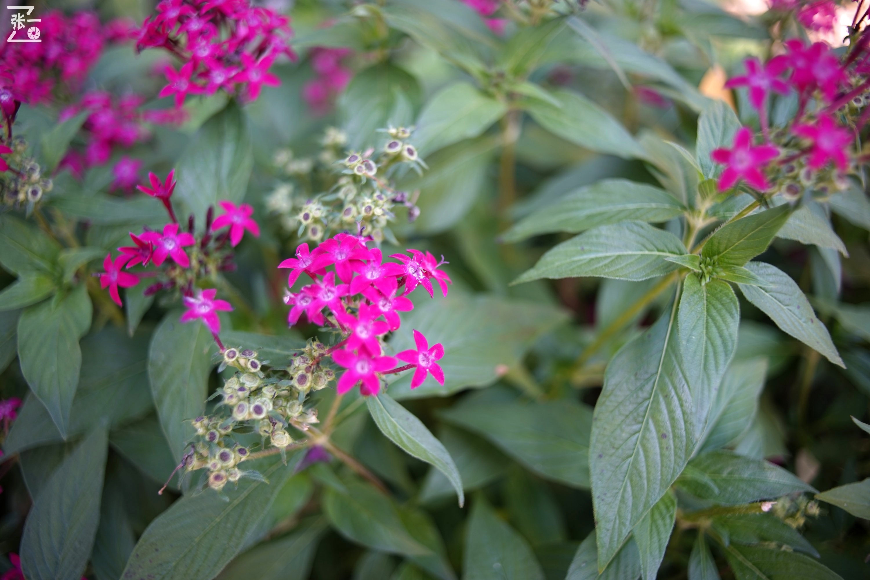 镜头测试：蔡司红T28/2.8+索尼微单A7实拍北京景山公园