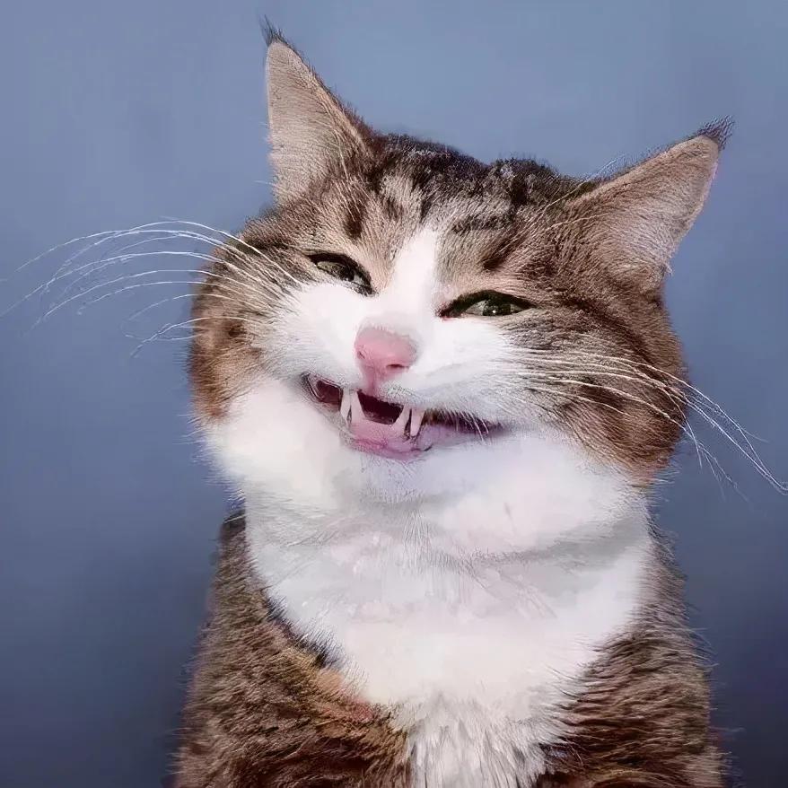 瘫痪猫怎么养,瘫痪的猫怎么喂水