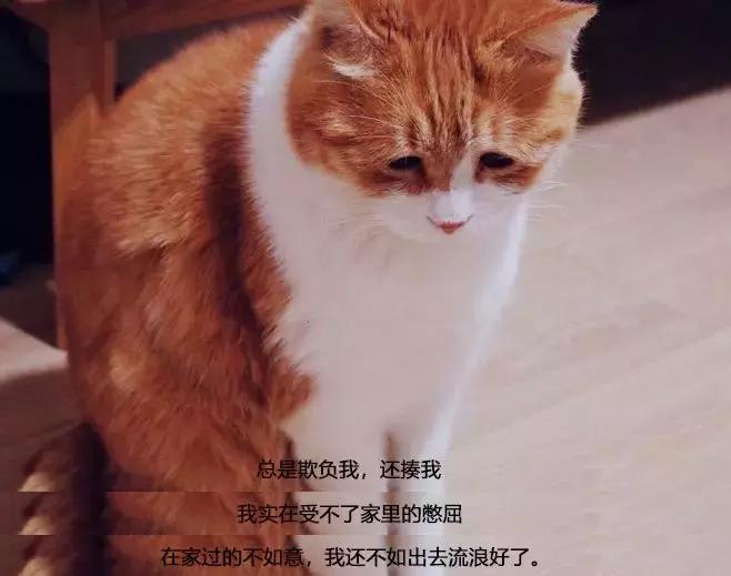 如果猫咪走丢了报警可以吗,猫咪走丢了如何把猫咪找回
