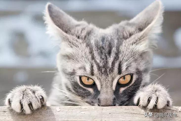 如何促使猫咪喝水,猫咪喜欢喝水吗