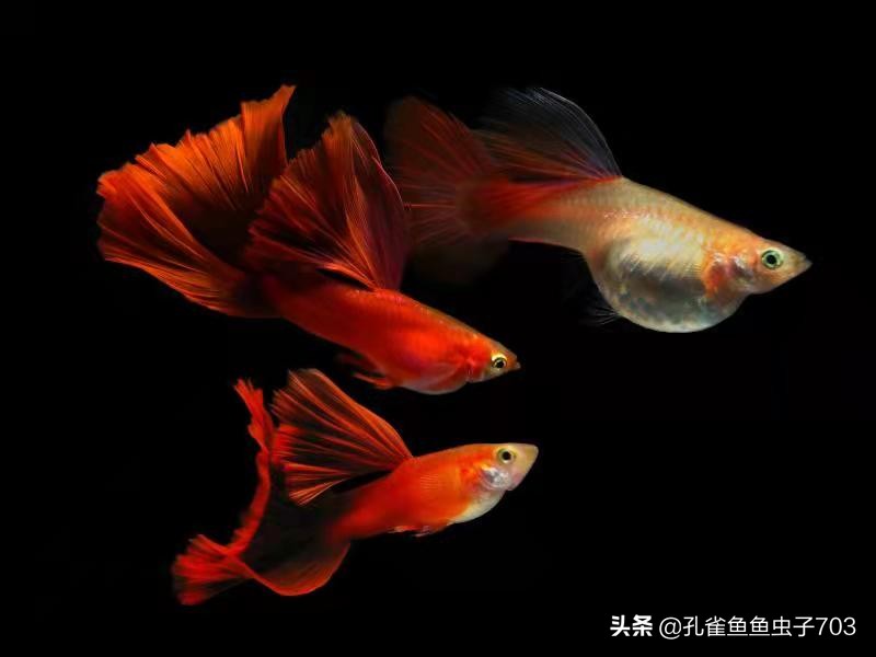 孔雀鱼都是怎么交配的？