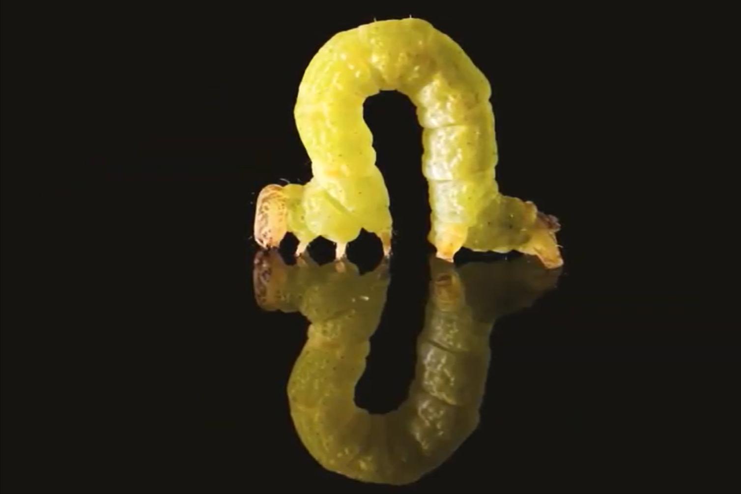 尺蠖虫子,尺蠖幼虫除虫剂可以消灭吗