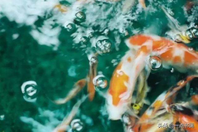 池中之仙，惊艳若此——锦鲤