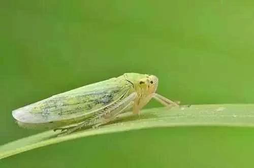 蔬菜害虫最佳防治方法,如何自制杀虫剂防治蔬菜害虫