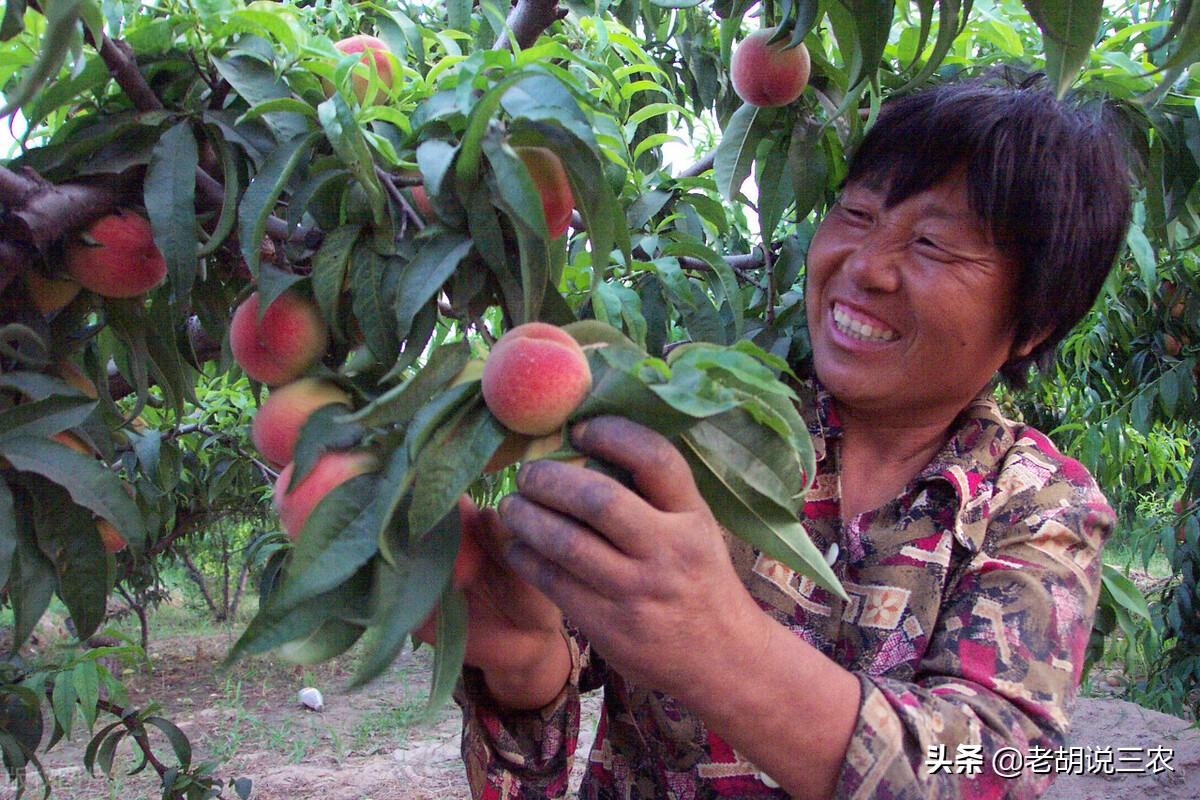数万斤桃子倾倒路边,几万斤桃子烂树上后续