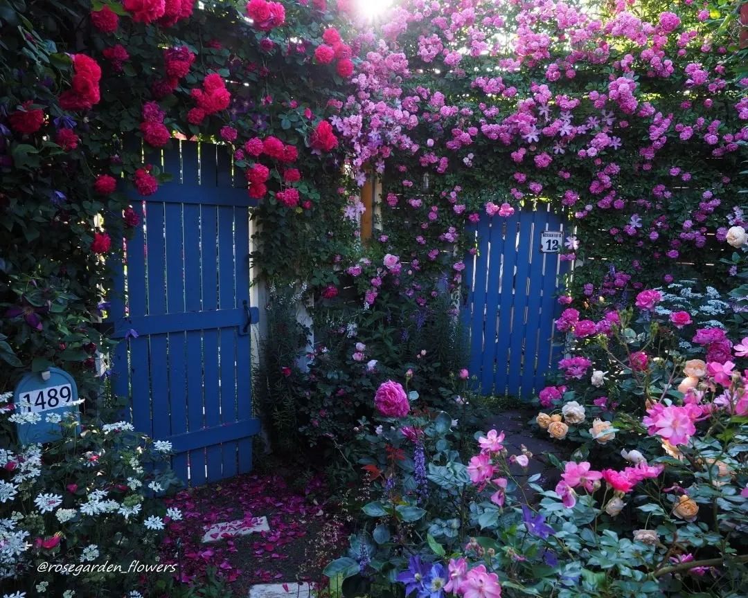 太毒了！“别人家”的月季花园，美到让人窒息