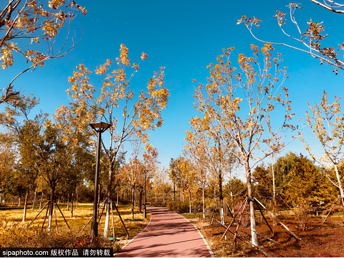 北京网红公园打卡地,北京拍照打卡森林公园