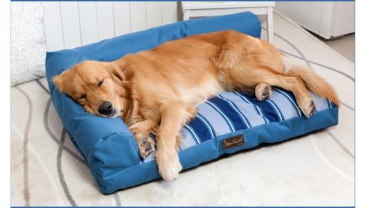 母狗发情期，这6点要做好，铲屎官须牢记