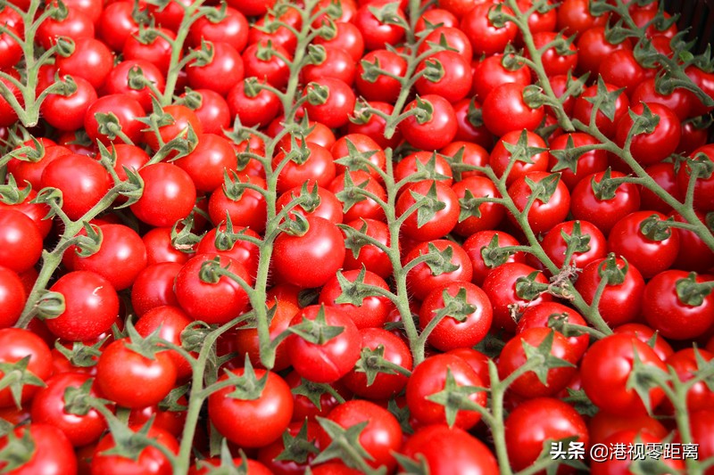 山西太谷杜氏番茄,杜氏番茄小镇