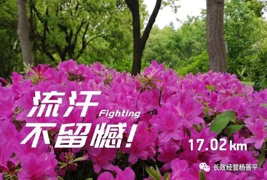 杨善平实力怎么样,杨善平加盟权健