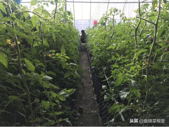 番茄灰霉病控制住,灰霉病番茄能吃吗