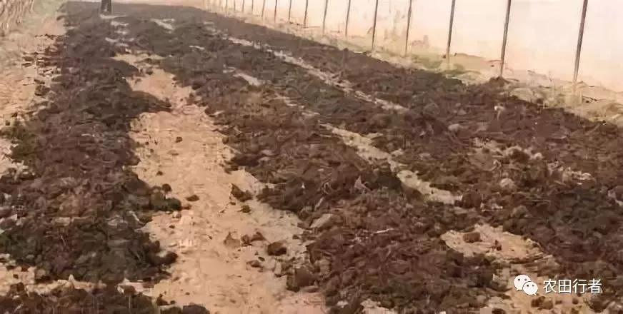 鸡粪不发酵直接上地里的危害,没发酵的鸡粪有什么危害