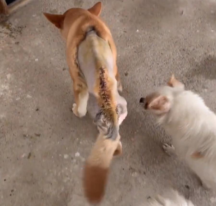 宠物医院救助车祸的狗狗,救治车祸流浪狗