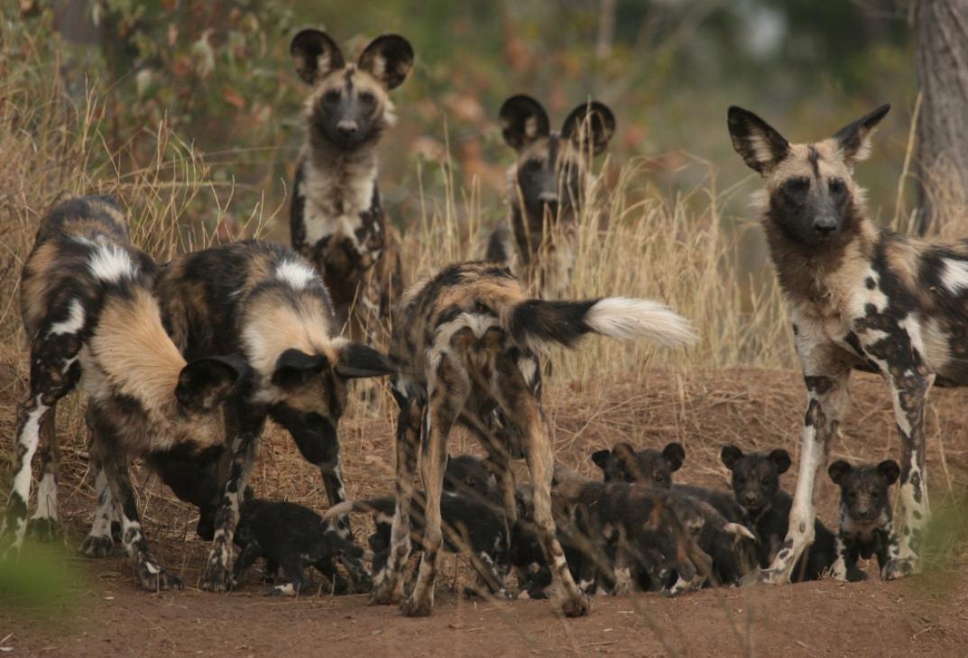 顶级猎手捕猎时刻,顶级猎手拼杀早期视频