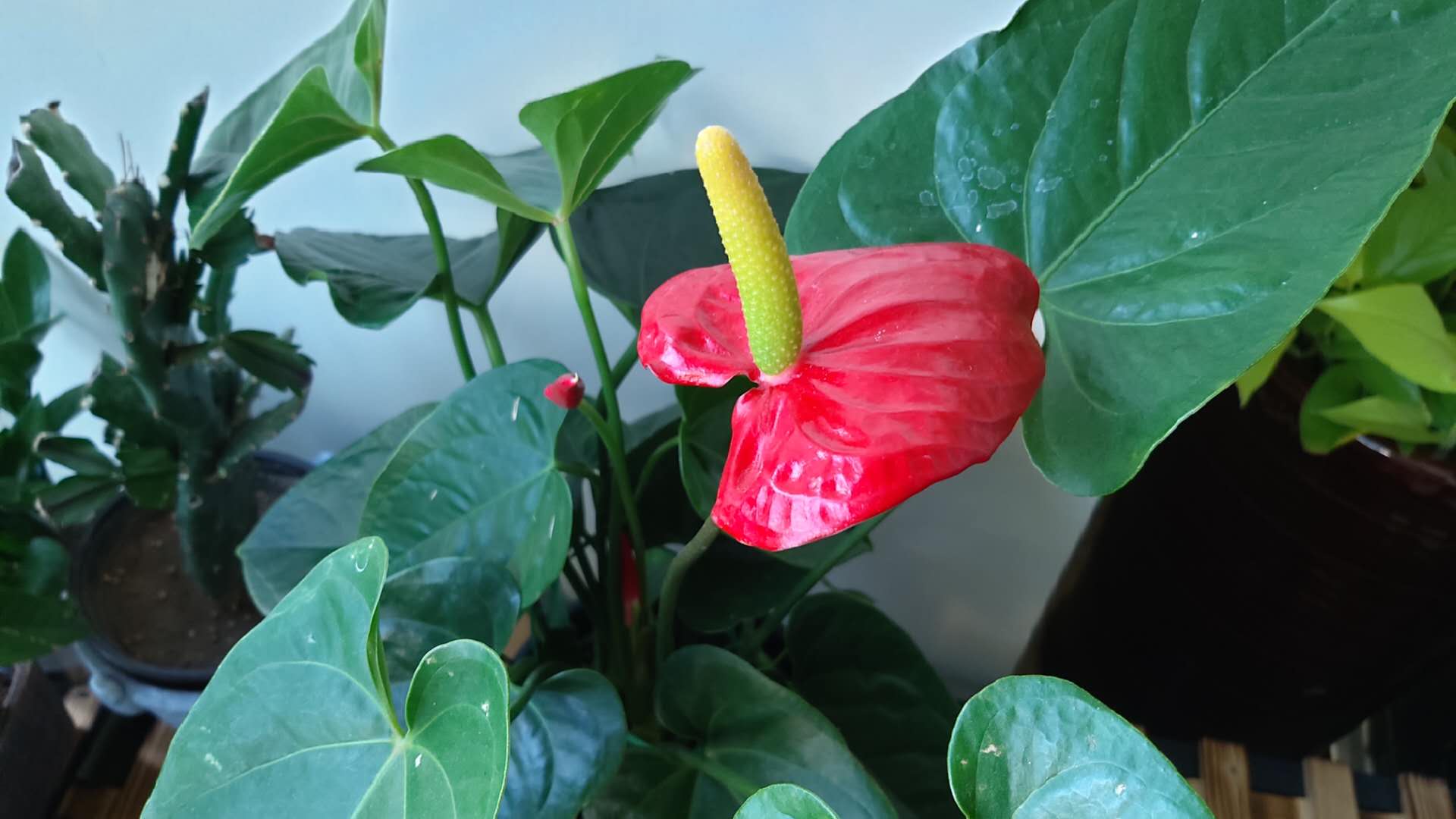 养花怎么判断光照够不够,养花如何判断土壤肥沃