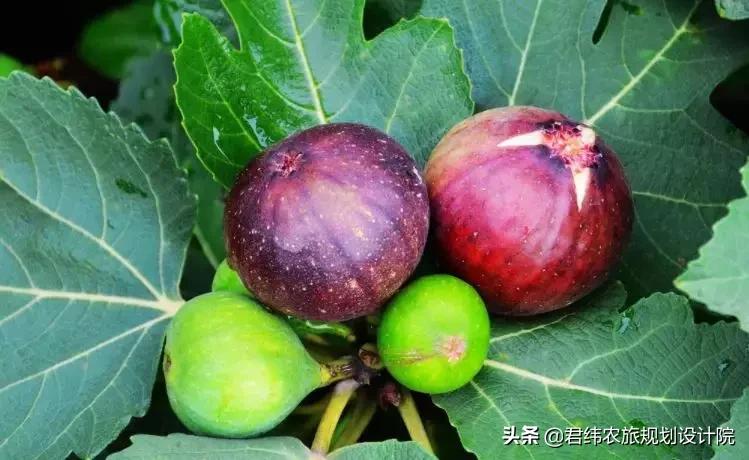 精品水果盘点,好吃又好养的水果