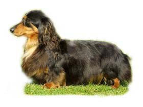 最受欢迎的四大宠物狗你养了吗,比较可爱乖巧的宠物狗有哪些