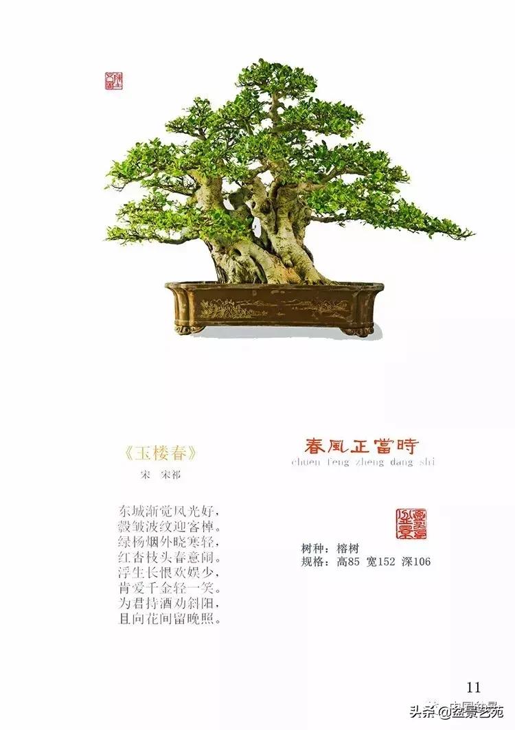 陈文图榕树欣赏,陈文图盆景