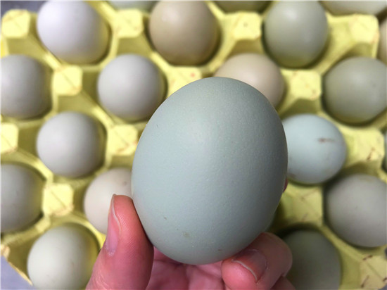 【新春走基层】万山绿壳鸡蛋走俏年货市场