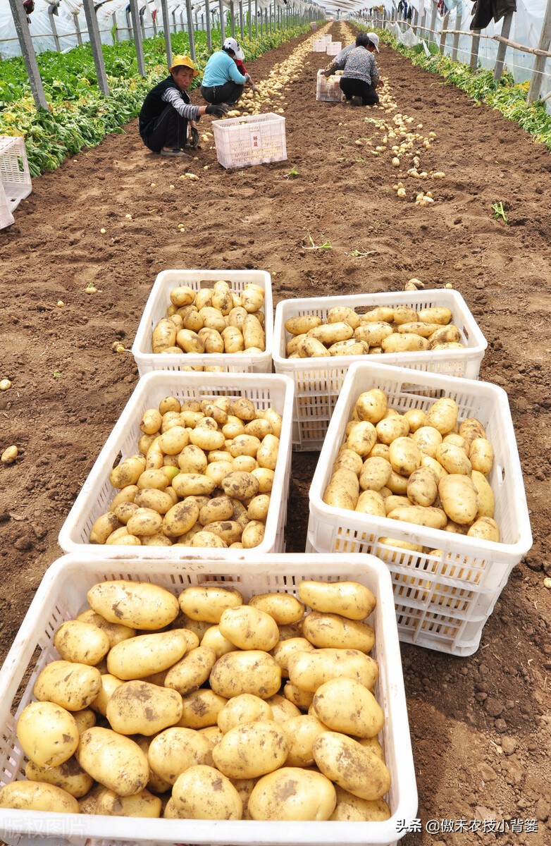 种土豆有绝招,种植土豆高产用什么肥