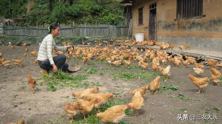养鸡用药预防流程,养鸡病症与治疗