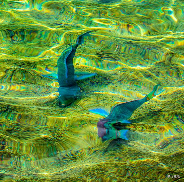 加勒比海邮轮旅行香港,加勒比海游轮旅行视频大全