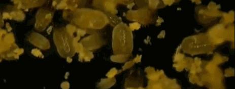 天天散着头发容易脱发吗,头发油了特别容易脱发