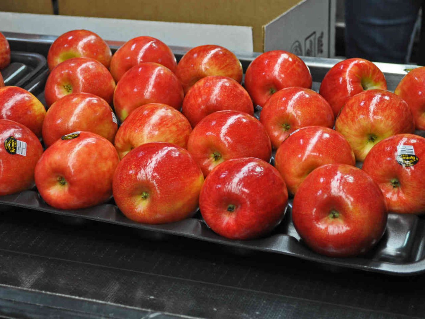 苹果拍照有黑斑最简单的修复方法,苹果成熟期黑斑和红点是什么原因