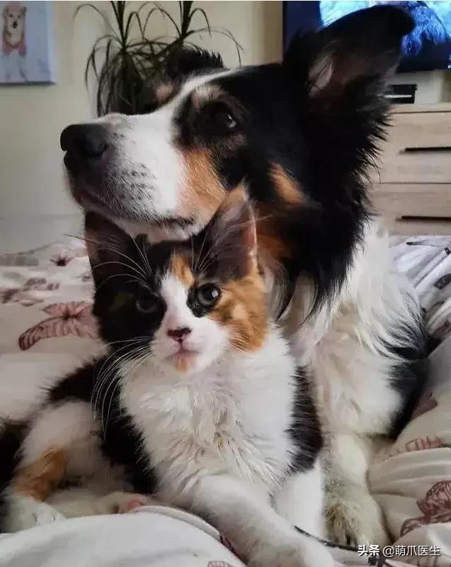 猫咪长大后还认得出兄弟姐妹吗,猫咪长大还记得自己的同胞兄弟吗