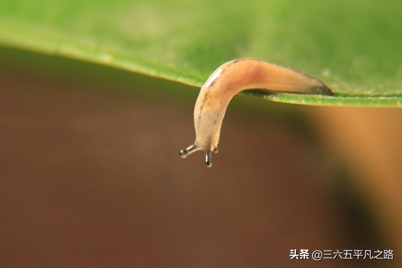 菜园鼻涕虫泛滥，学好这几招，实用方便，蔬菜无公害，快来试一试