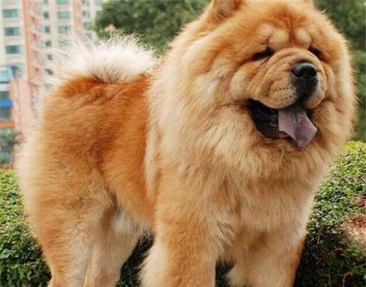 有哪些非常护家的宠物犬,十大最可爱的陪伴犬