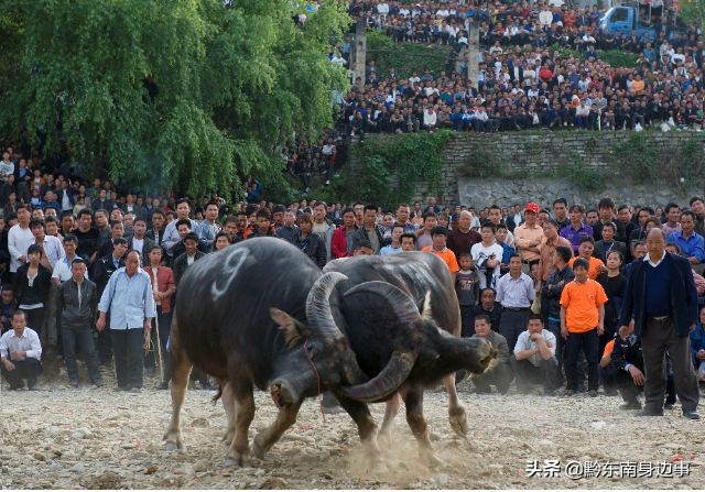 台江▏苗族风俗习惯之斗牛