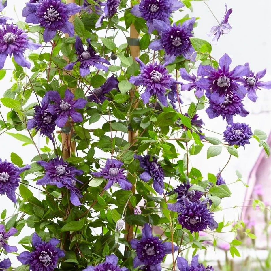 适合阳台养的藤本开花植物有哪些,适合做花墙的藤本植物