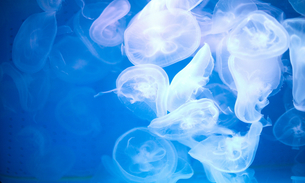 厦门旅游必打卡景点鼓浪屿,厦门鼓浪屿旅游人气火爆的地方