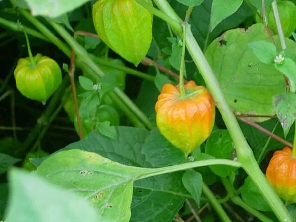 70后的记忆80年代,70后时代记忆