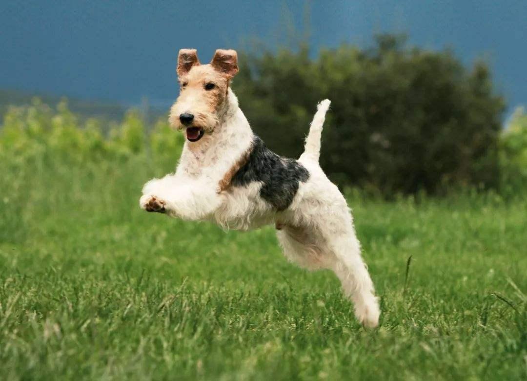 最聪明的十大狗狗品种介绍,史上最全的狗狗品种记得收藏