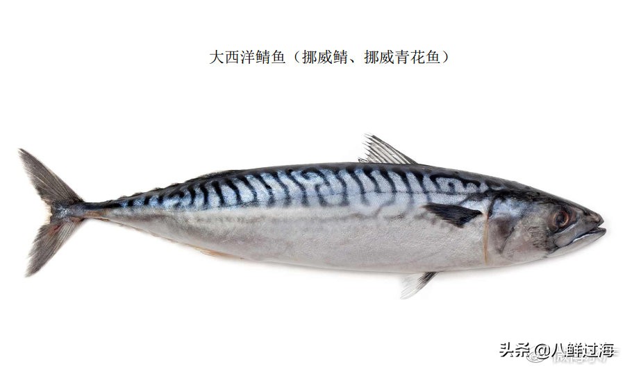 挪威鲭花鱼和日本鲭花鱼,真鲭鱼和胡麻鲭鱼的区别