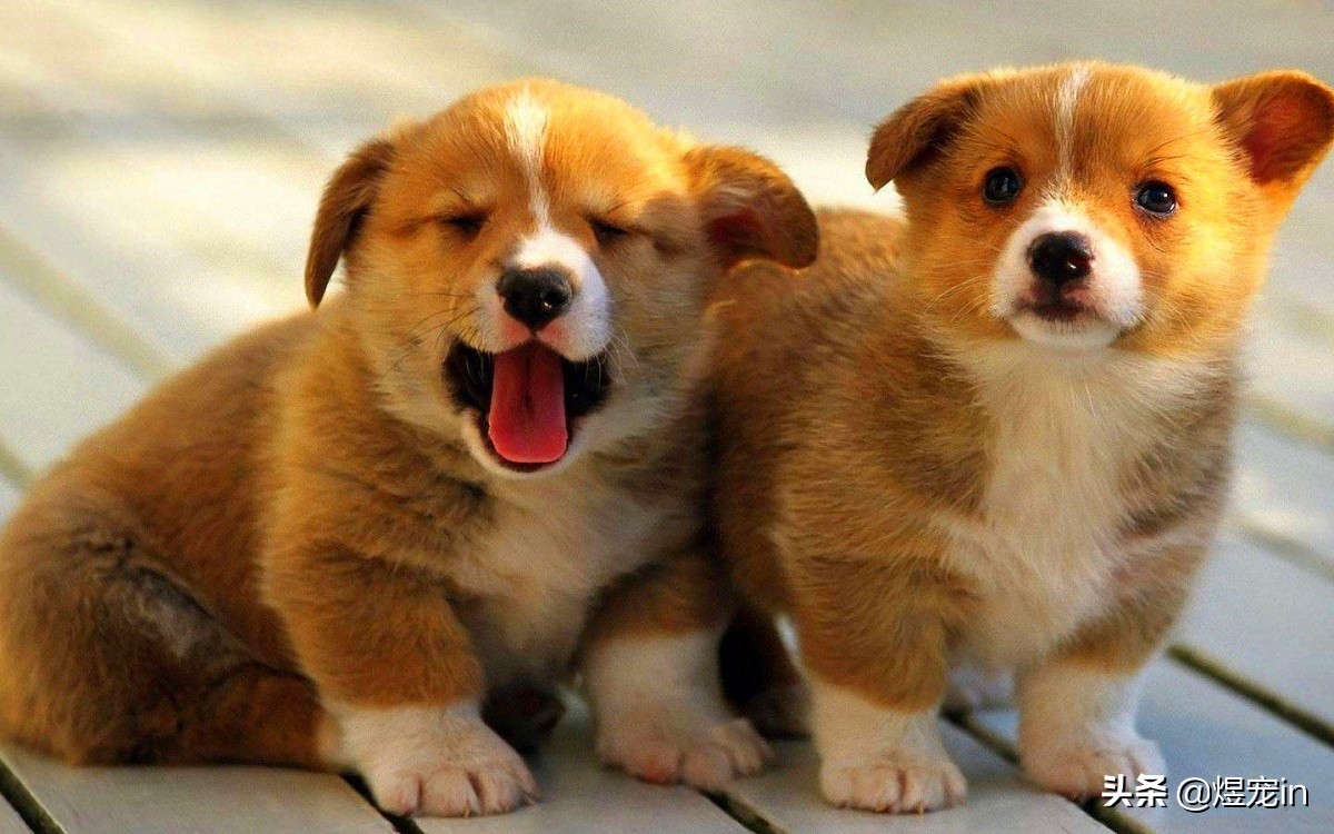 狗狗过敏怎么办最有效,狗狗过敏怎么办最有效的方法