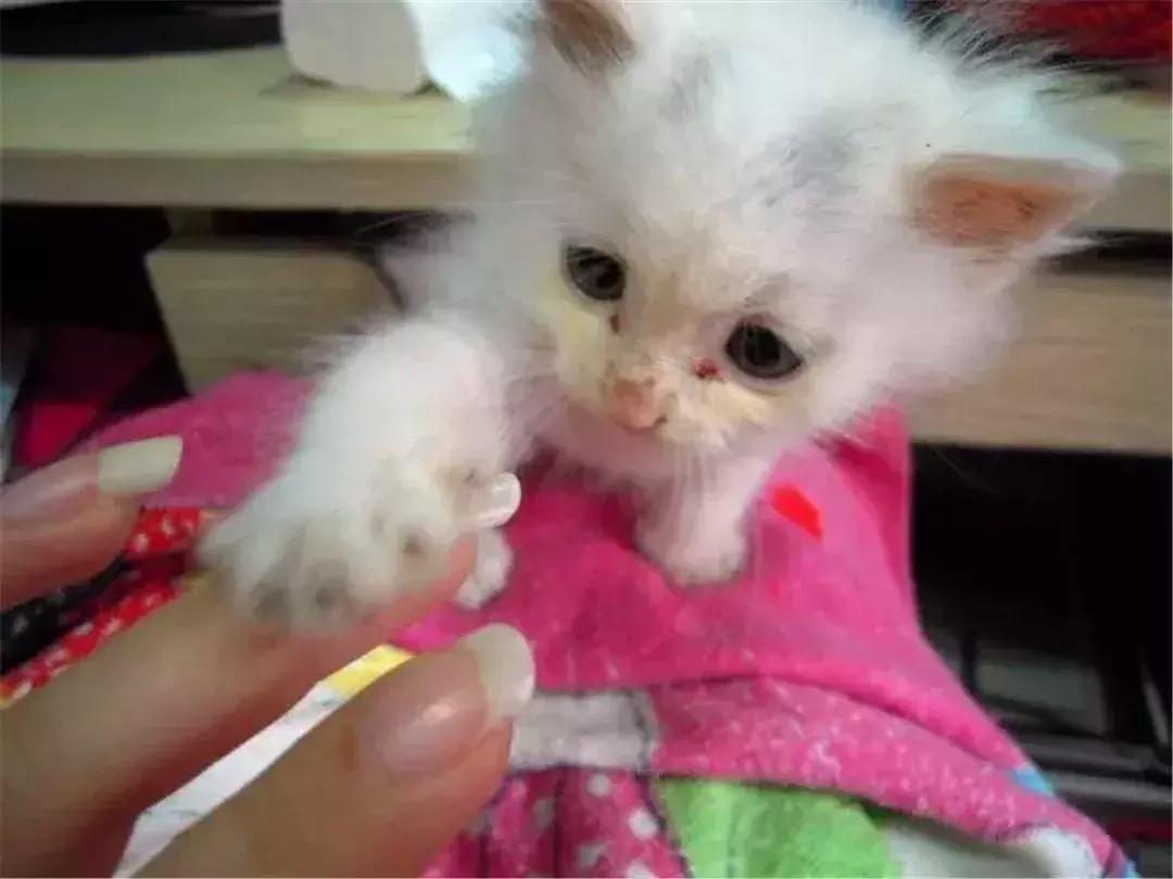 如何用猫条训练猫咪握手,铲屎官学猫咪姿势