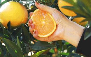 应季水果才能吃得更健康更安全,新鲜应季水果多种吃法