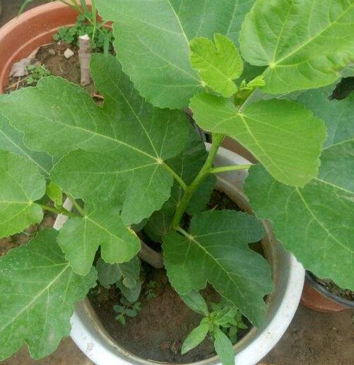 盆栽无花果树怎么养才能长得好,盆栽无花果的养殖方法和注意事项