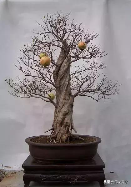 石榴盆景教程,石榴盆景养护小视频