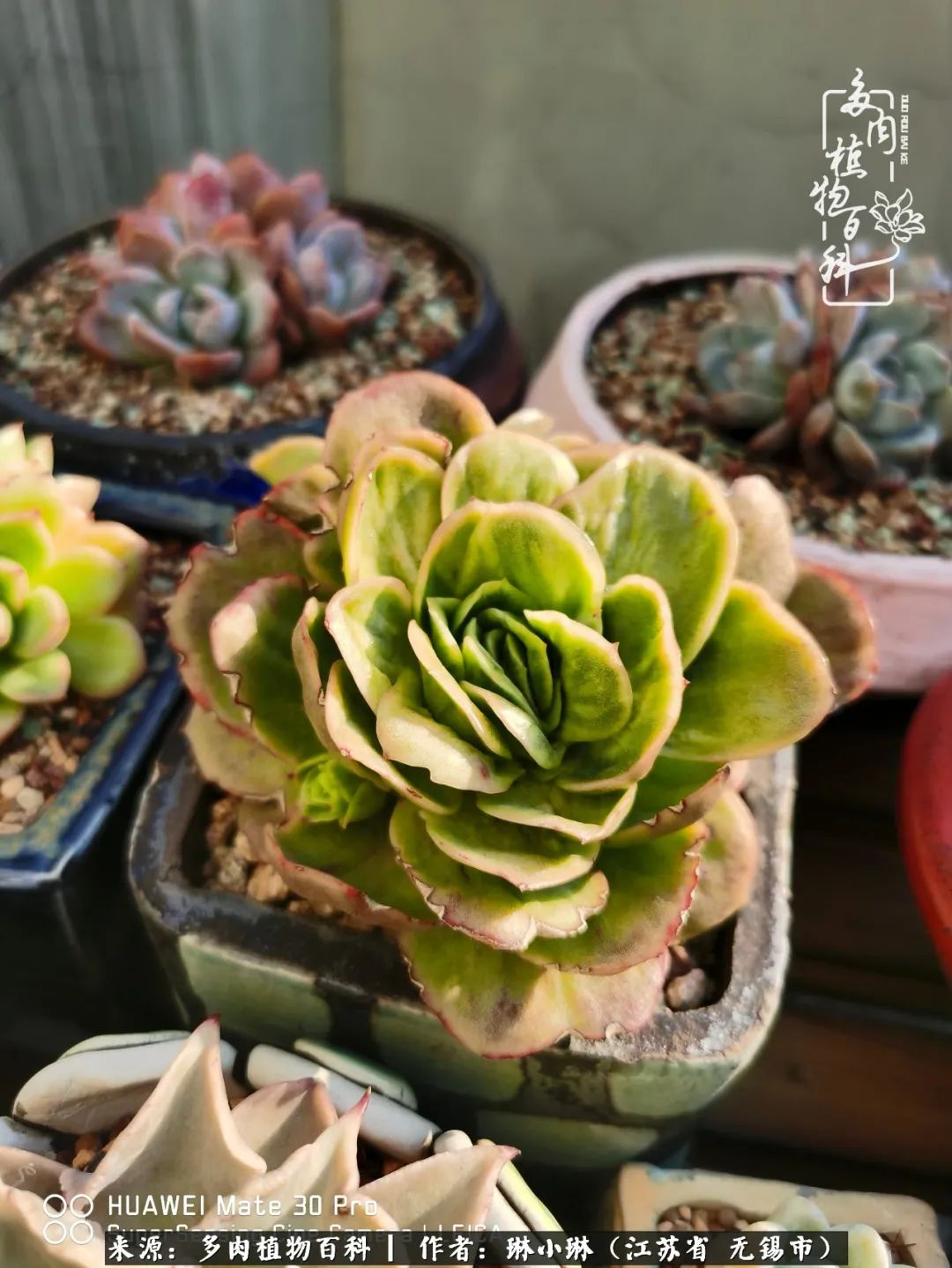 多肉变美是需要时间的,千万别辜负了多肉变美的黄金季节