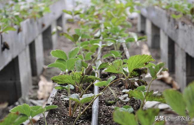 无土栽培蔬菜种植方法和技术,2022年南宁无土栽培蔬菜技术视频