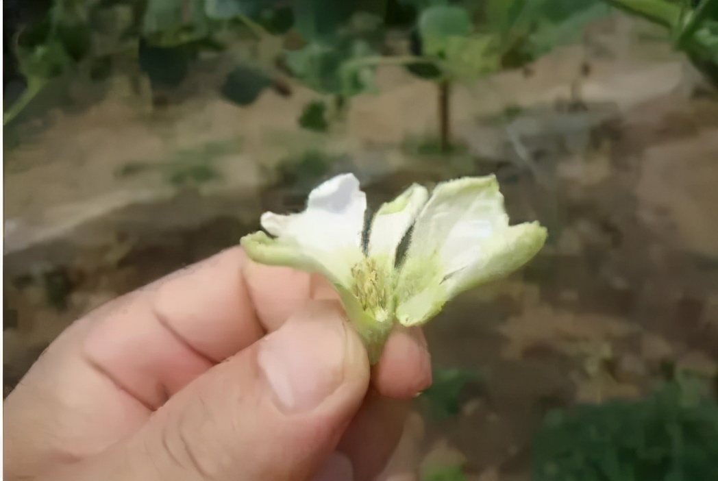 手捻葫芦如何把玩迅速变红,手捻葫芦盘玩的最高境界