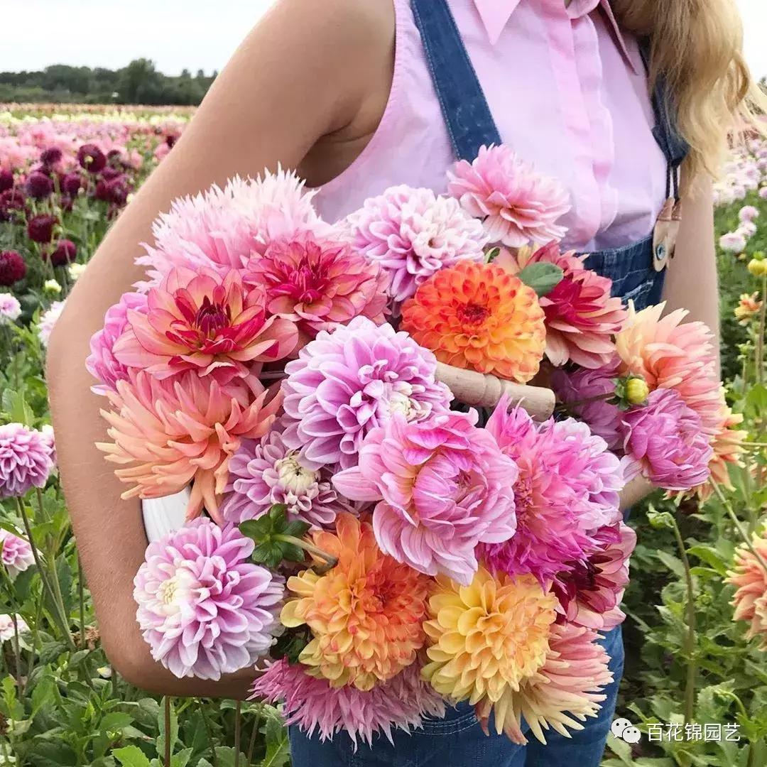 小丽花怎么盆栽,小丽花春季花期烂根怎么办