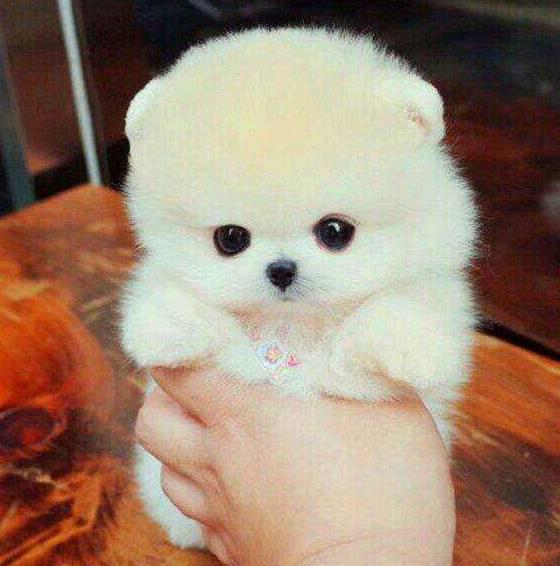 狗狗刚到家老是哼哼叫是什么原因,狗狗刚回家一直抖怎么办