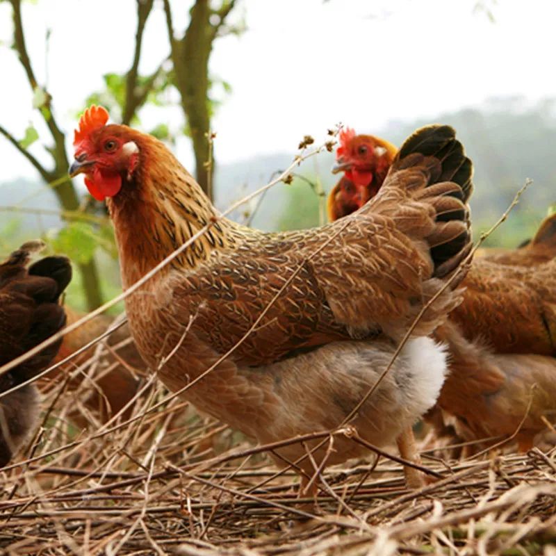 中国什么鸡最好吃,中国哪里的鸡最好吃