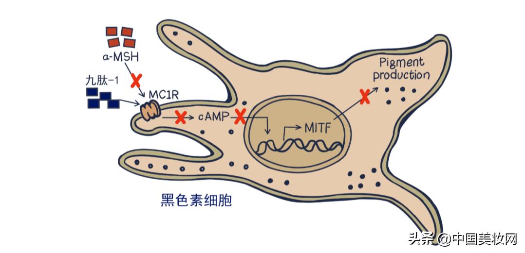 我是美容多肽，一个平平无奇的成分小天才